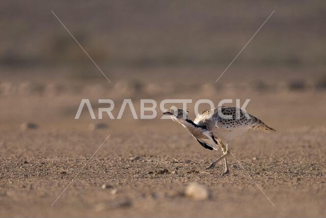 الحبارى الآسيوية، الحبارى، حبارى ماكوينز (Chlamydotis macqueenii)