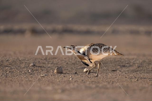 الحبارى الآسيوية، الحبارى، حبارى ماكوينز (Chlamydotis macqueenii)