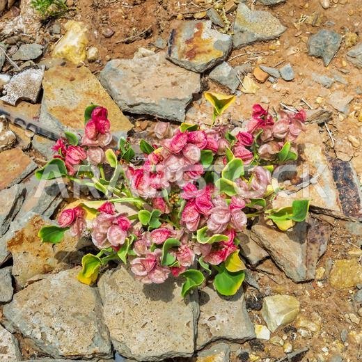 Desert Blooms among ruins