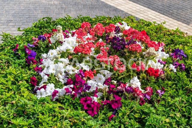 Flower display