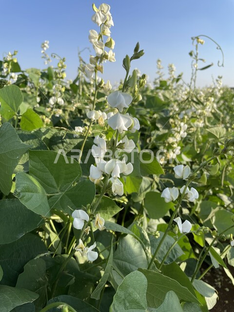 Creative picture of trees and flowering plants in Saudi Arabia, beautiful blooming roses, planting flowering plants, beauty of nature in Saudi Arabia, green plants
