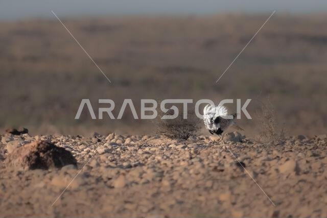 Asian houbara, Houbara bustard, MacQueens bustard (Chlamydotis macqueenii)