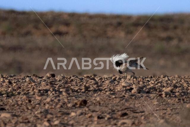 الحبارى الآسيوية، الحبارى، حبارى ماكوينز (Chlamydotis macqueenii)
