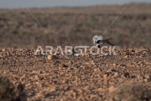 الحبارى الآسيوية، الحبارى، حبارى ماكوينز (Chlamydotis macqueenii)