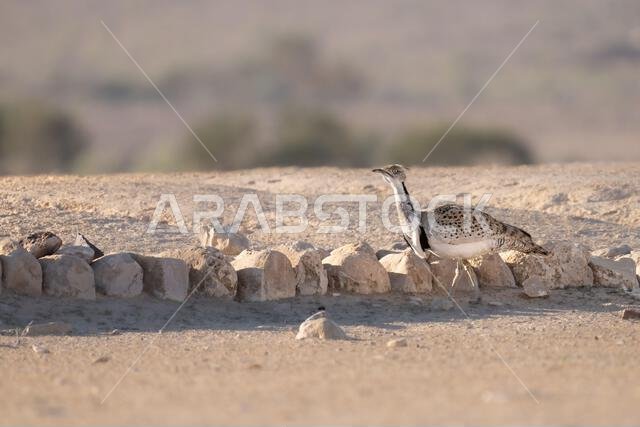 الحبارى الآسيوية، الحبارى، حبارى ماكوينز (Chlamydotis macqueenii)