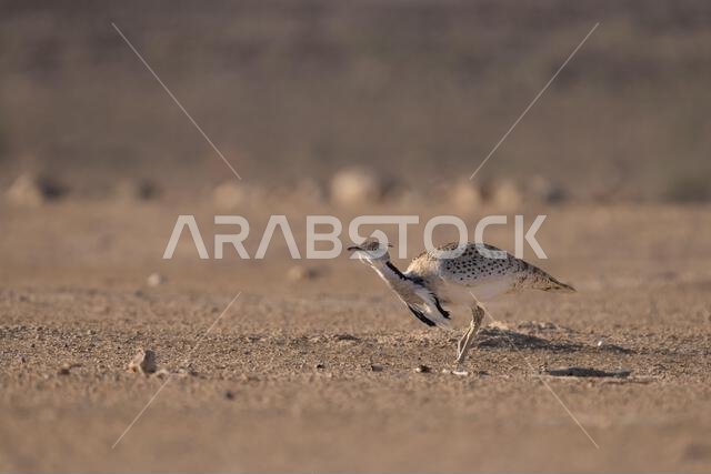 الحبارى الآسيوية، الحبارى، حبارى ماكوينز (Chlamydotis macqueenii)