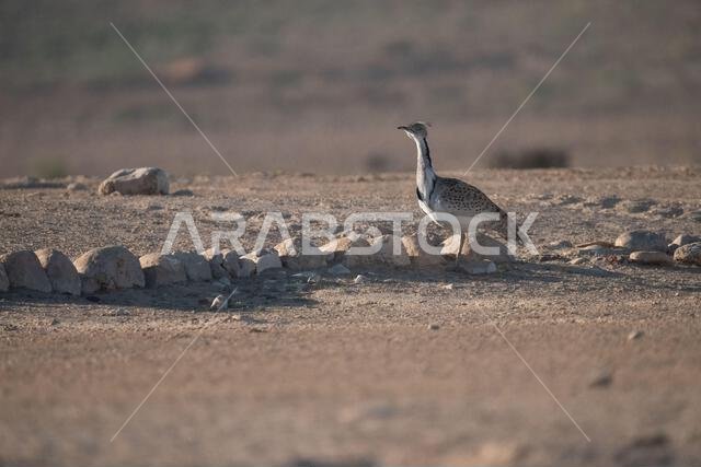 الحبارى الآسيوية، الحبارى، حبارى ماكوينز (Chlamydotis macqueenii)
