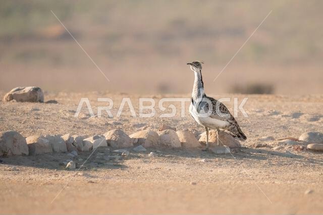 الحبارى الآسيوية، الحبارى، حبارى ماكوينز (Chlamydotis macqueenii)