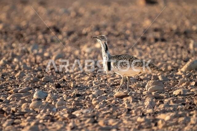 الحبارى الآسيوية، الحبارى، حبارى ماكوينز (Chlamydotis macqueenii)