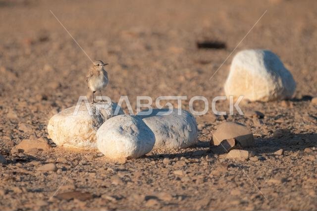 أبلق إيزابيلين (Oenanthe isabellina)