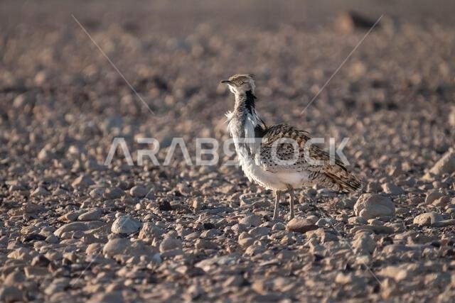 الحبارى الآسيوية، الحبارى، حبارى ماكوينز (Chlamydotis macqueenii)