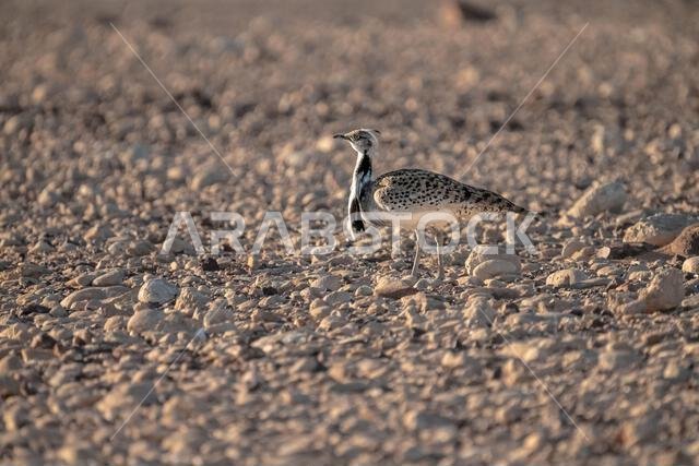 الحبارى الآسيوية، الحبارى، حبارى ماكوينز (Chlamydotis macqueenii)
