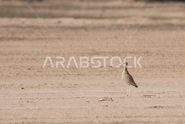 عداء كريمي اللون (Cursorius cursor)