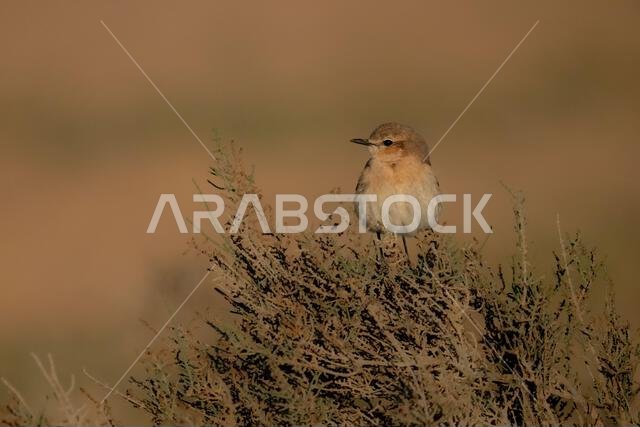 أبلق إيزابيلين (Oenanthe isabellina)