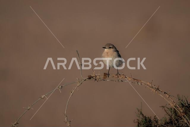 أبلق إيزابيلين (Oenanthe isabellina)