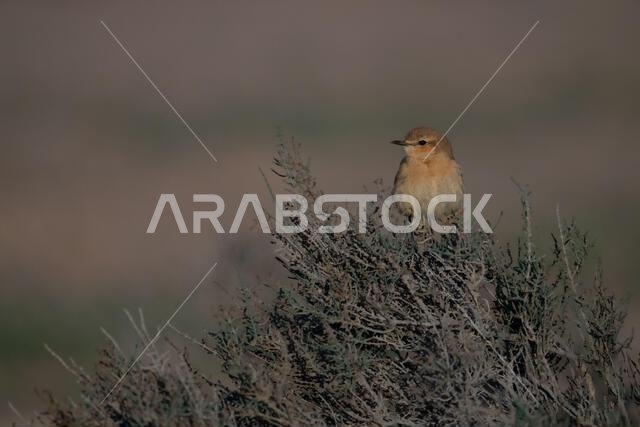 أبلق إيزابيلين (Oenanthe isabellina)