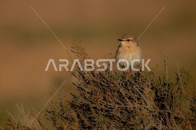 أبلق إيزابيلين (Oenanthe isabellina)