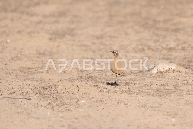 Cream-colored courser (Cursorius cursor)