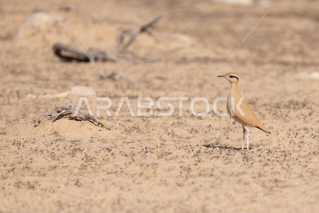 Cream-colored courser (Cursorius cursor)