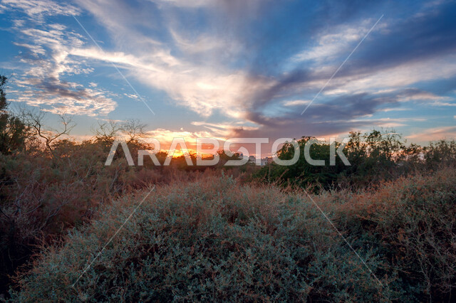 صورة للحقول والأراضي الزراعية الخضراء ، أشجار ومحاصيل زراعية في السعودية ، منتزه وادي حنيفة في مدينة الرياض بالمملكة العربية السعودية ، الطبيعة في السعودية