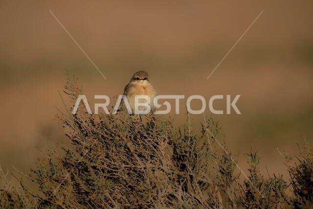 أبلق إيزابيلين (Oenanthe isabellina)