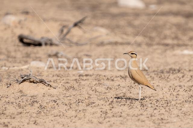 Cream-colored courser (Cursorius cursor)