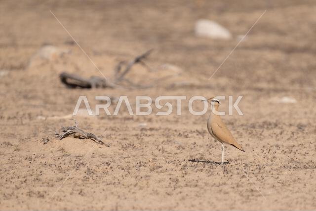 عداء كريمي اللون (Cursorius cursor)
