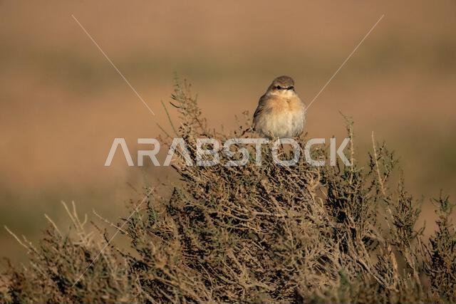أبلق إيزابيلين (Oenanthe isabellina)