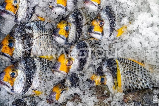Fish Colours