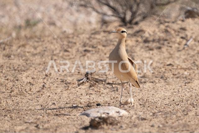 Cream-colored courser (Cursorius cursor)