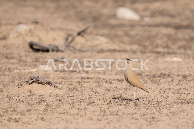 Cream-colored courser (Cursorius cursor)
