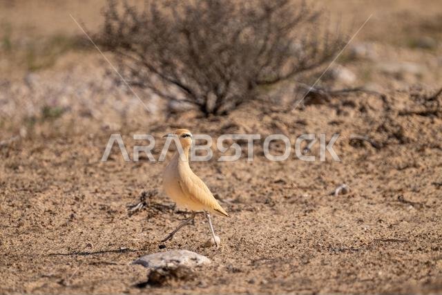 عداء كريمي اللون (Cursorius cursor)