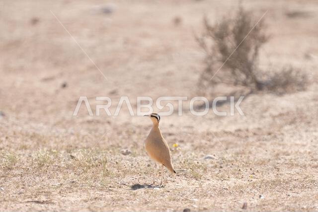 عداء كريمي اللون (Cursorius cursor)