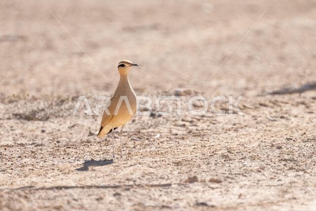عداء كريمي اللون (Cursorius cursor)