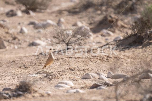 Cream-colored courser (Cursorius cursor)
