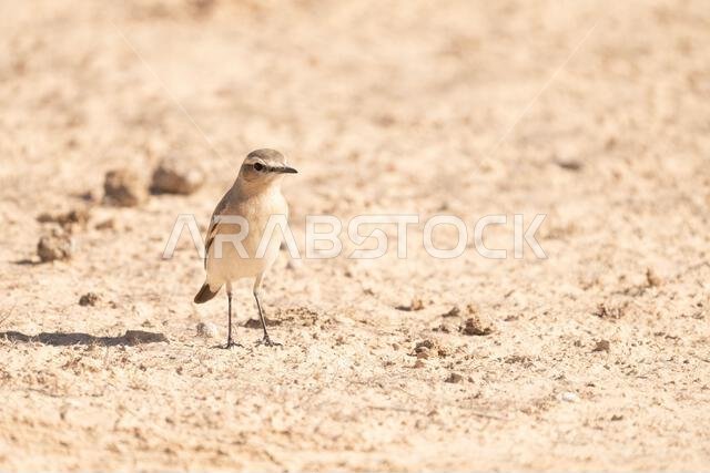 Isabelline wheatear (Oenanthe isabellina)