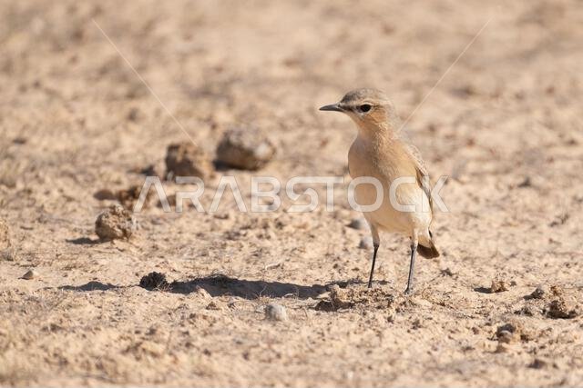 Isabelline wheatear (Oenanthe isabellina)