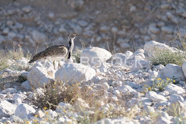 الحبارى الآسيوية، الحبارى، حبارى ماكوينز (Chlamydotis macqueenii)