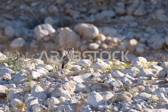 الحبارى الآسيوية، الحبارى، حبارى ماكوينز (Chlamydotis macqueenii)