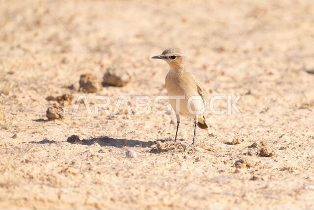 Isabelline wheatear (Oenanthe isabellina)