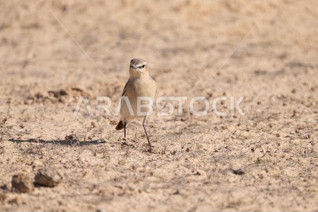 أبلق إيزابيلين (Oenanthe isabellina)