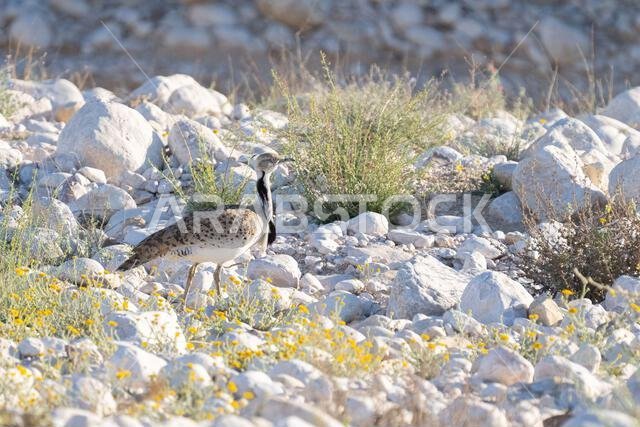 Asian houbara, Houbara bustard, MacQueens bustard (Chlamydotis macqueenii)