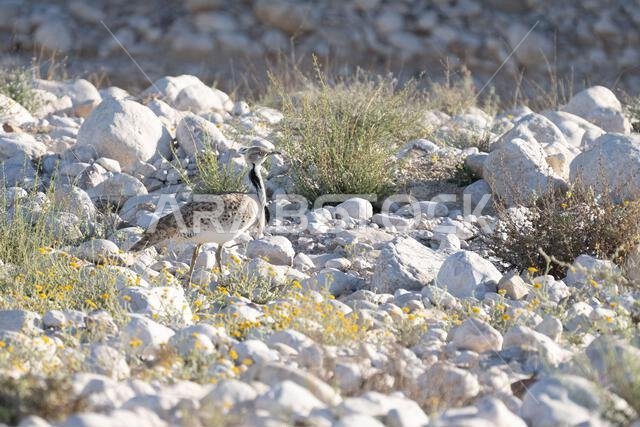 الحبارى الآسيوية، الحبارى، حبارى ماكوينز (Chlamydotis macqueenii)