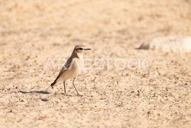 أبلق إيزابيلين (Oenanthe isabellina)