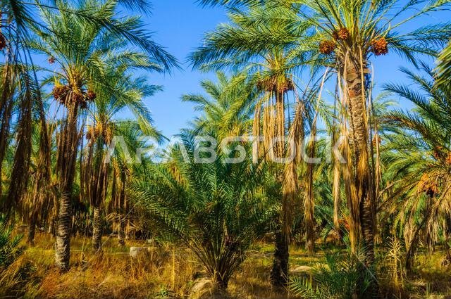 أشجار النخيل في غابات واحة تمرزة، الصحراء الكبرى، تونس، أفريقيا، بتقنية HDR.
