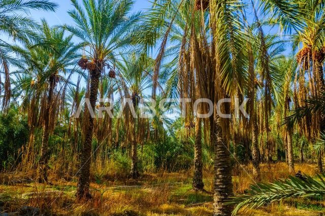 Date Palms in jungles in Tamerza oasis, Sahara Desert, Tunisia, Africa, HDR.