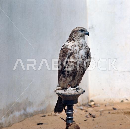 Saudi Arabia Saker Falcon