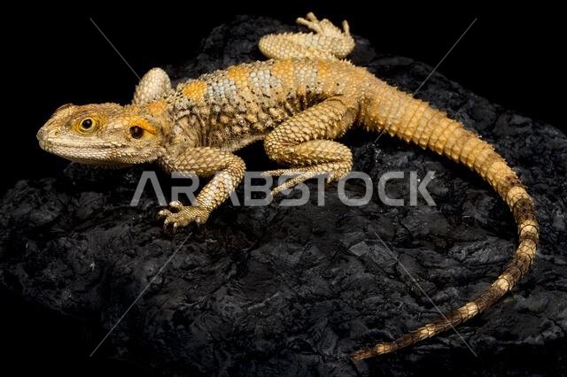 Painted dragon (Laudakia stellio brachydactyla) Painted dragon (Laudakia stellio brachydactyla)