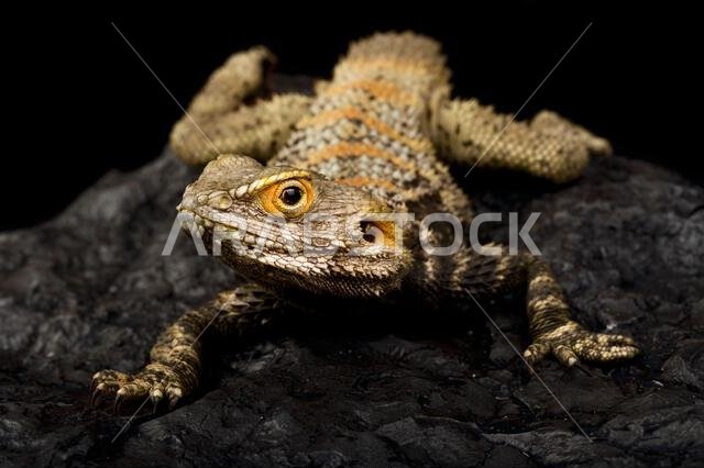 التنين الملون (Laudakia stellio brachydactyla)