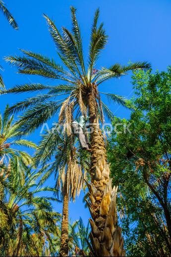 Date Palms in jungles in Tamerza oasis, Sahara Desert, Tunisia, Africa, HDR.